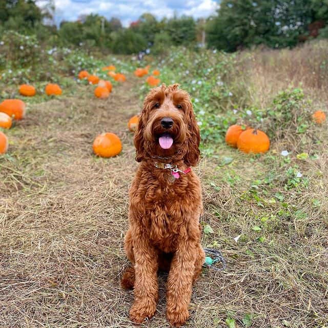 An Irish Doodle smiling in the middle of a pumpkin patch