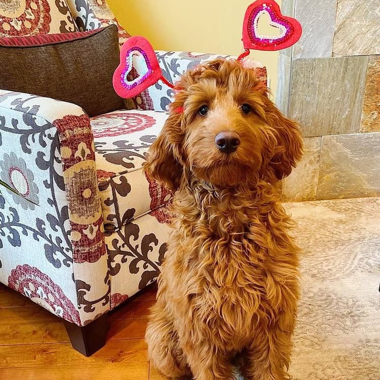 An Irish Doodle, wearing headband posts for the camera