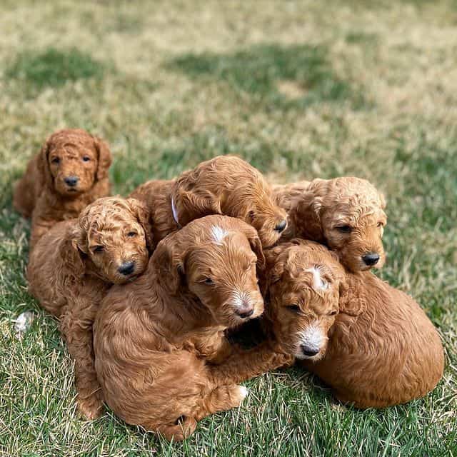 Six Irish Doodle puppies gathered together