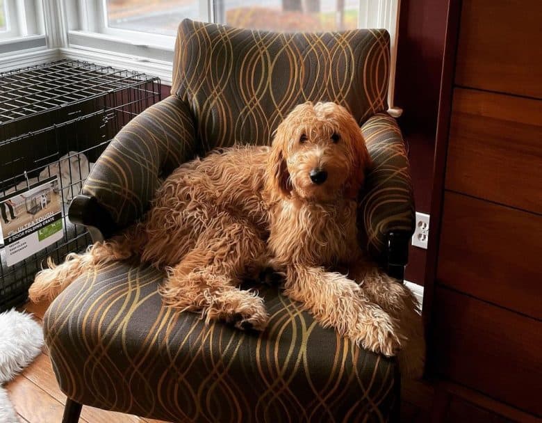 An Irish Doodle resting on a chair