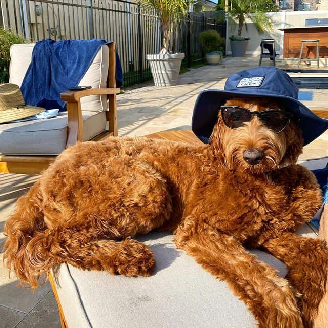 An Irish Doodle, wearing a bucket hat and a pair of shades, lying down under the sun