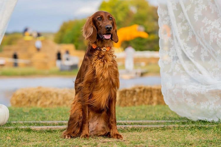 An Irish Setter standing on the grass