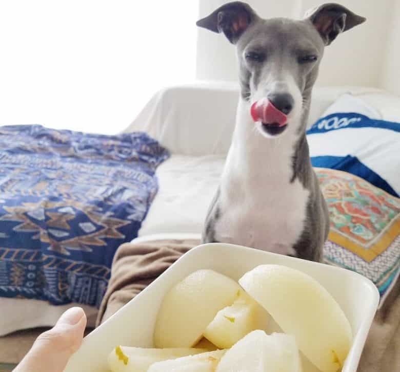 Italian Greyhound excited for the slice of pears