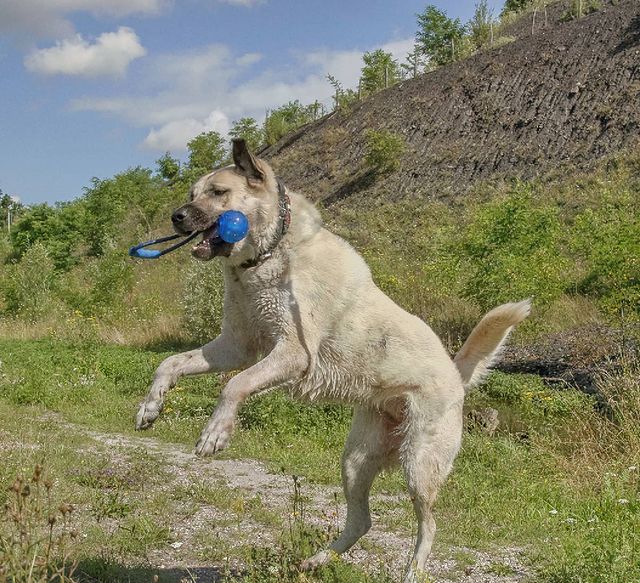 A Kangal dog, playing outdoors, catching a toy with its teeth