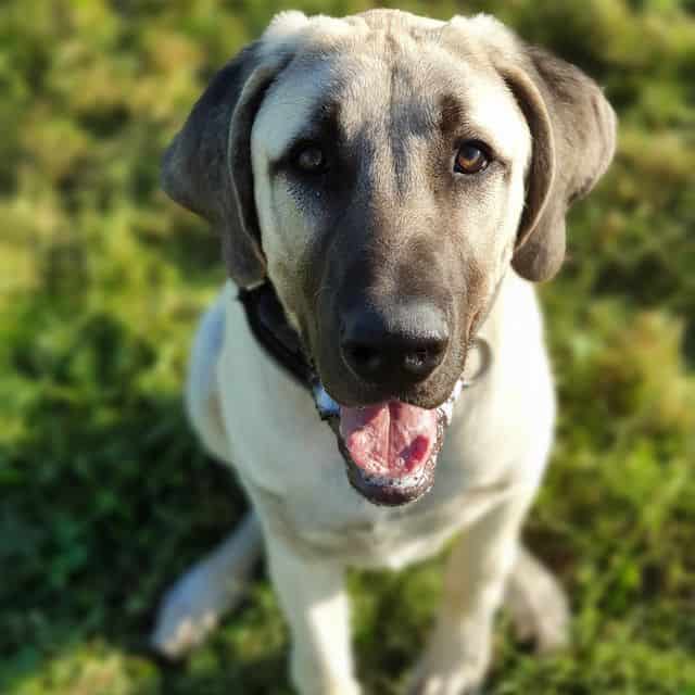 A Kangal puppy sitting on the grass and looking up with a smile