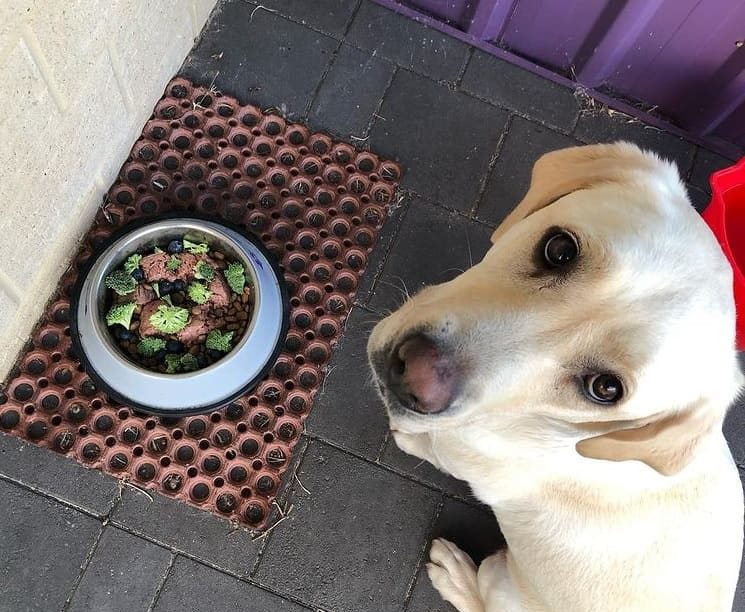 A Labrador Retriever dog by its food, looking up, as if waiting for meal time