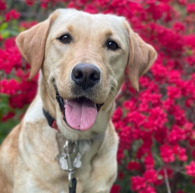 A close-up image of a Labrador Retriever dog, in front of flowers, smiling with its tongue out