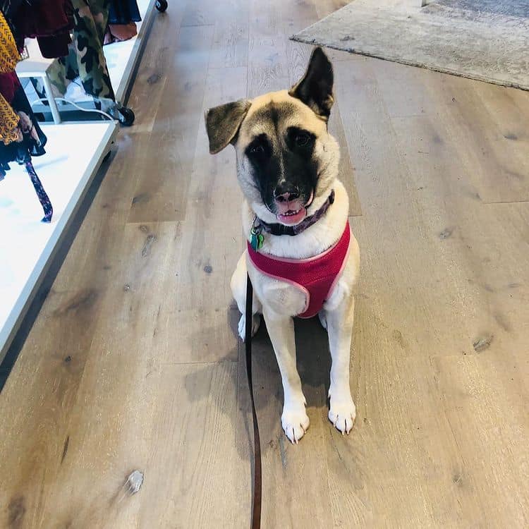 Anatolian Shepherd Husky Mix