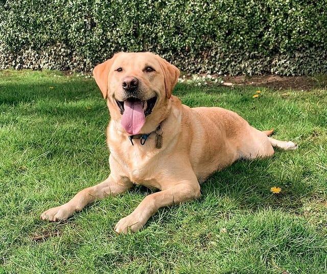 A yellow Labrador Retriever dog lying on the grass, smiling with its tongue out