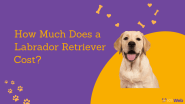 Labrador Retriever Price Guide