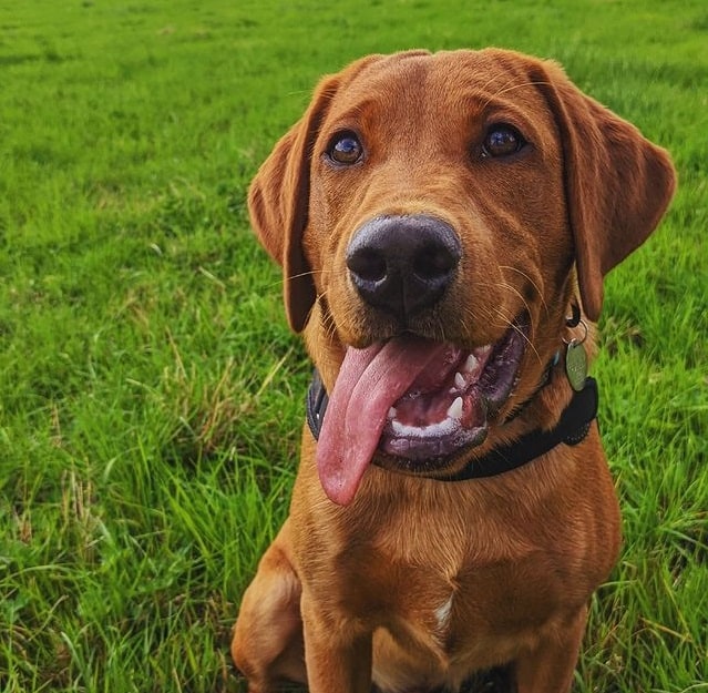 A brown Labrador Retriever dog sitting on the grass and smiling with its tongue out