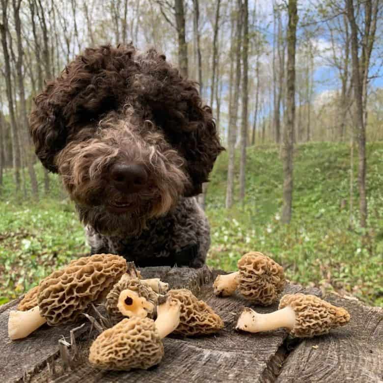 A Lagotto Romagnolo looking at several mushrooms