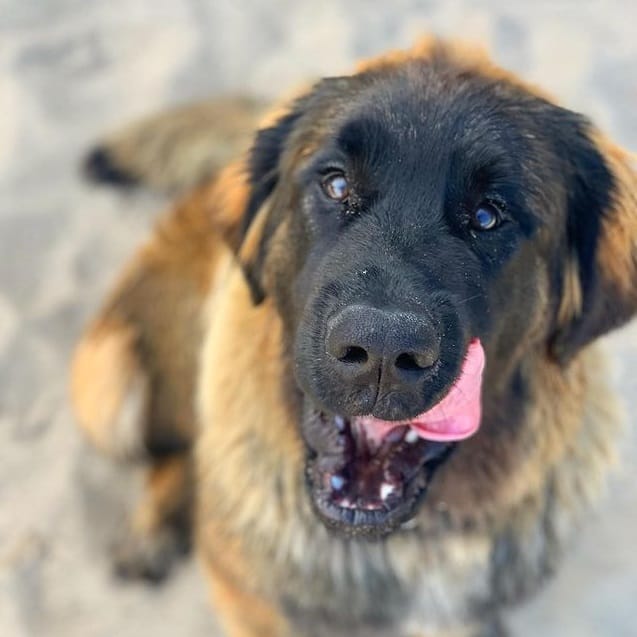 A Leonberger dog sitting on the sand while looking up and smiling with its tongue out