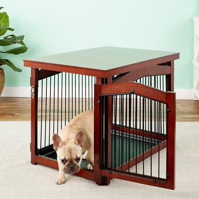 A French Bulldog walking outside an open furniture-style dog crate