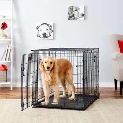 A Golden Retriever standing and smiling with its tongue out inside a metal dog crate