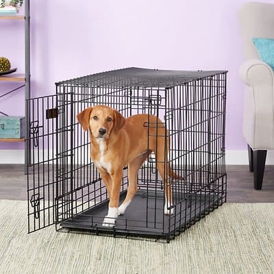 A dog standing inside an open wire dog crate
