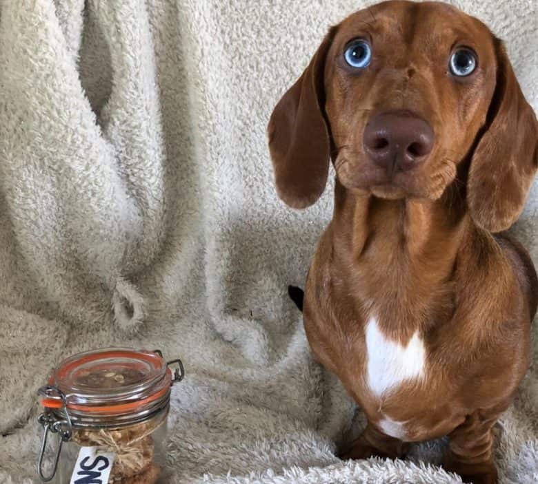Mini Dachshund with a yummy treats