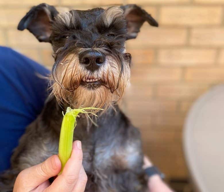 Miniature Schnauzer dog enjoys eating a celery stick