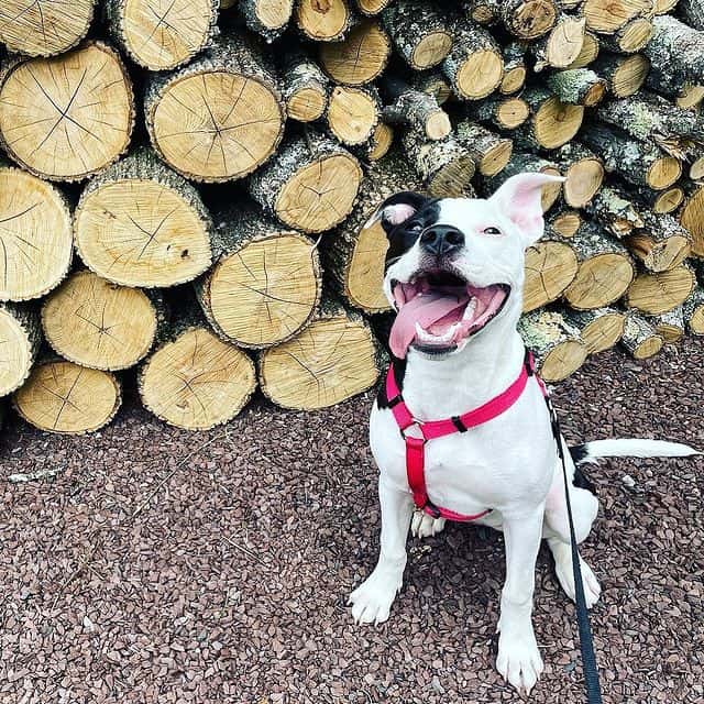 A Black-and-White Pitbull smiling from ear to ear