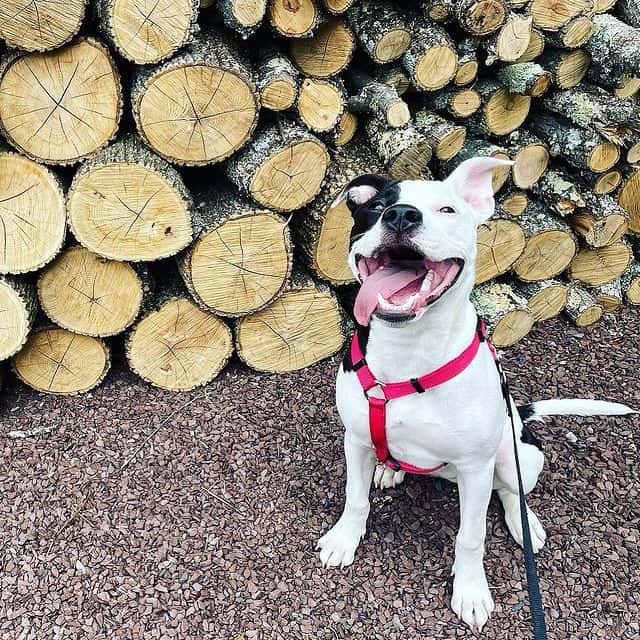 A Black-and-White Pitbull smiling from ear to ear 