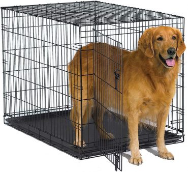 A Golden Retriever dog standing halfway out of a wire crate