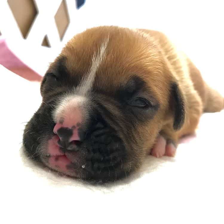 A newborn Boxer puppy lying on its stomach, trying to open its eyes