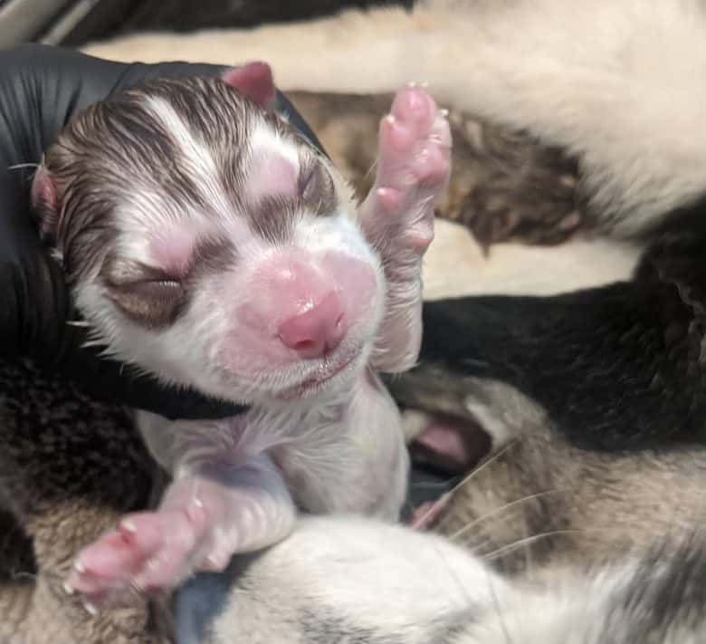 Newborn Siberian Husky