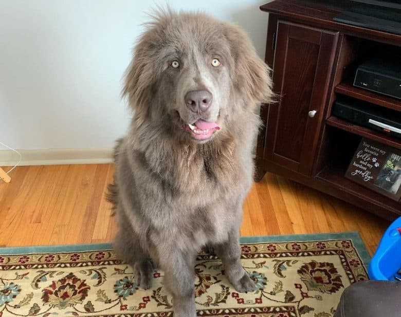 Newfoundland waiting for a treat