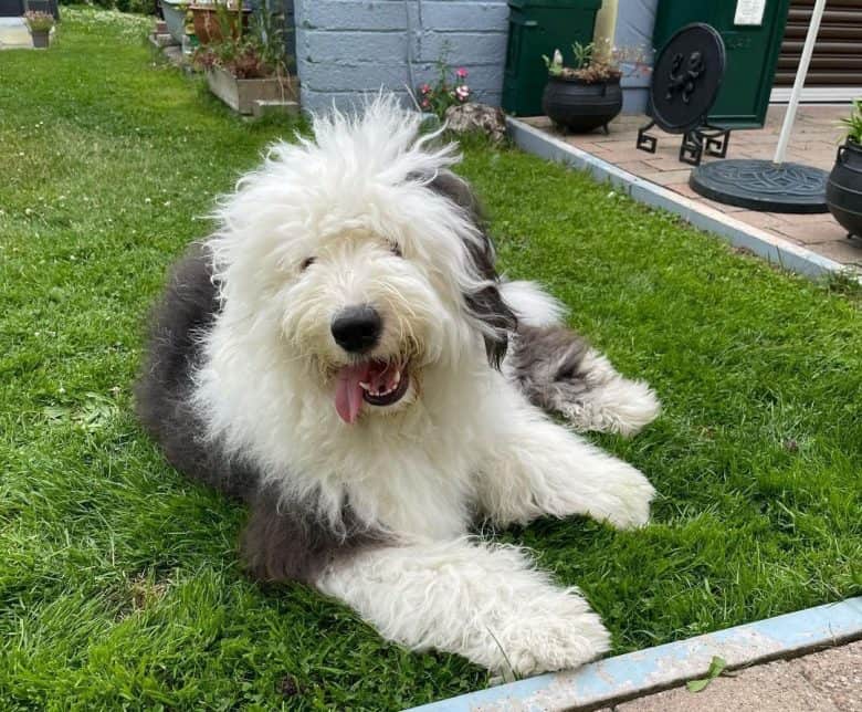 Old English Sheepdog chilling on the backyard