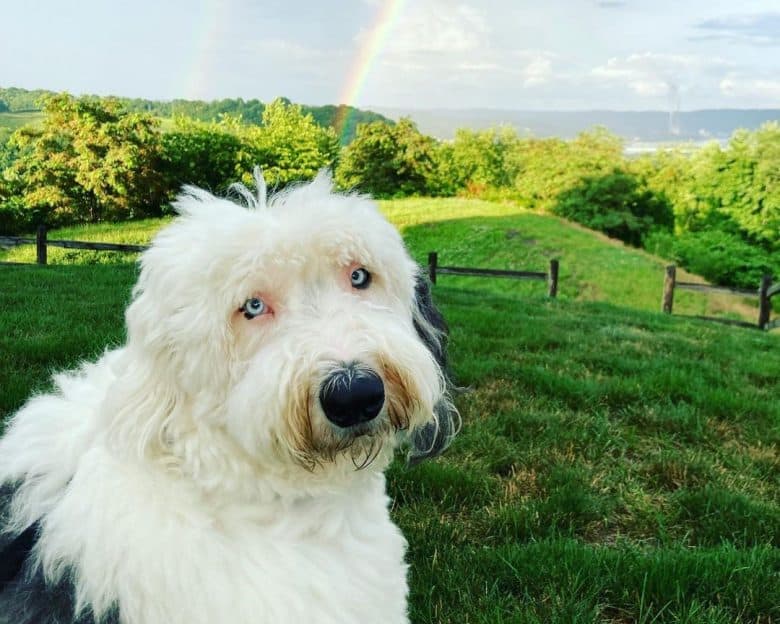 Old English Sheepdog taking selfie with the rainbow