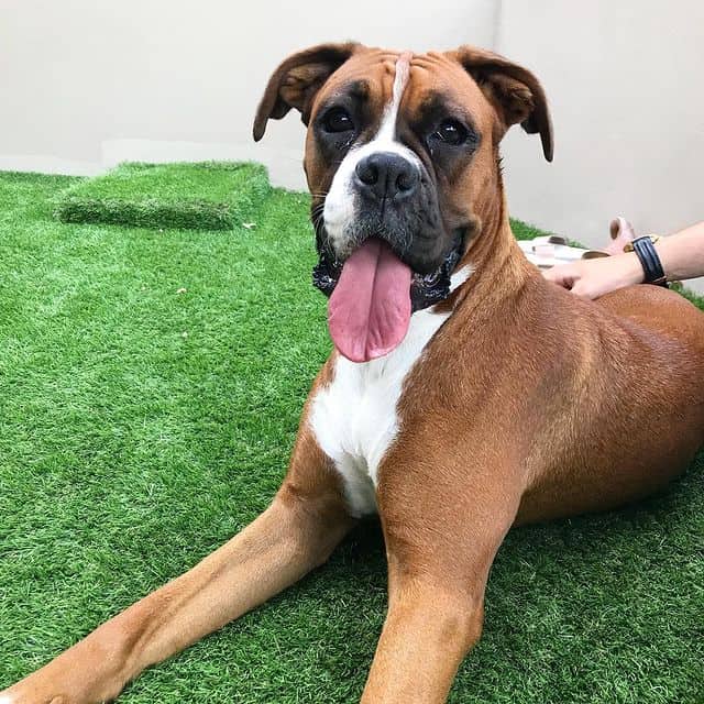 A one-year-old Boxer lying on the ground and sticking its tongue out