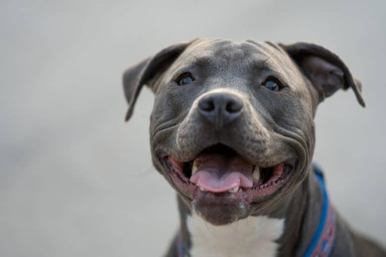 A close-up image of a smiling Pit Bull dog
