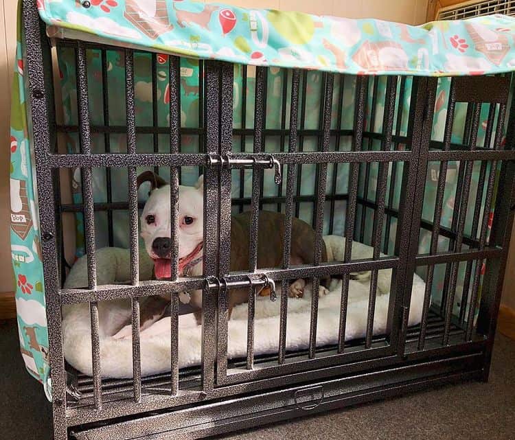 A Pitbull lying on its bed and smiling from a metal dog crate