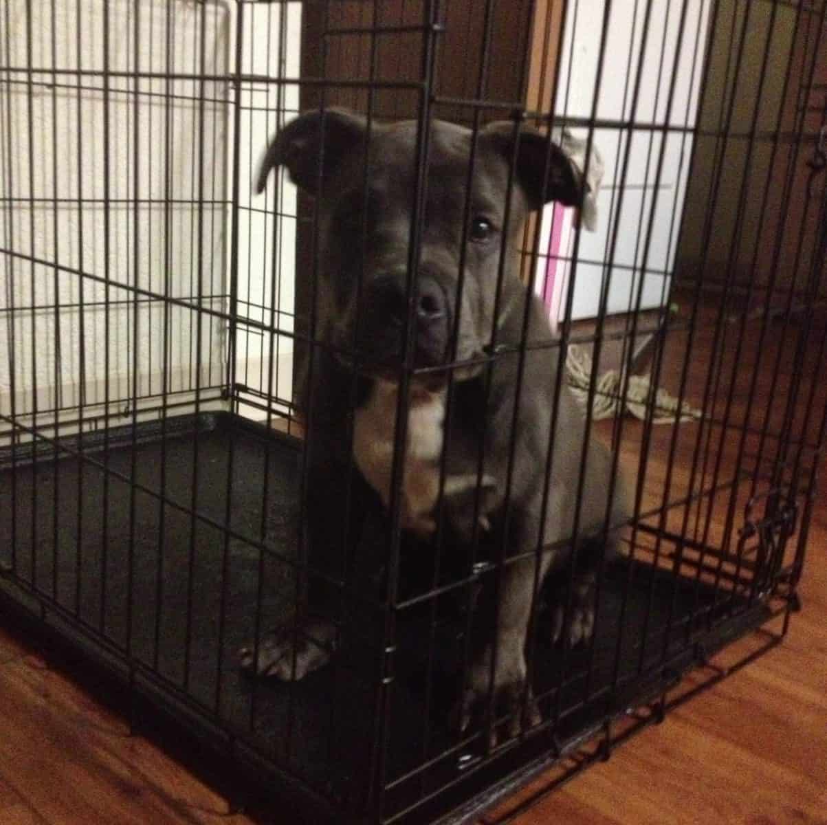 What is the Best Dog Crate for My Super Strong Pitbull? K9 