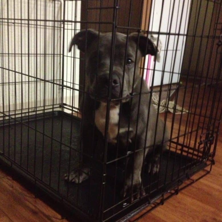 A Pitbull puppy standing inside a wire dog crate