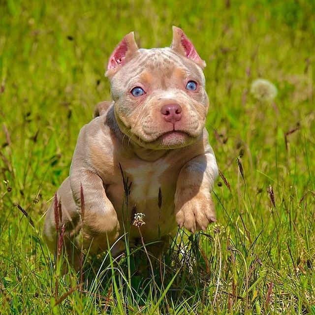 A Pitbull puppy running on the grass