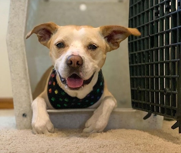 A Pitbull puppy lying on its stomach and smiling from inside an open dog crate