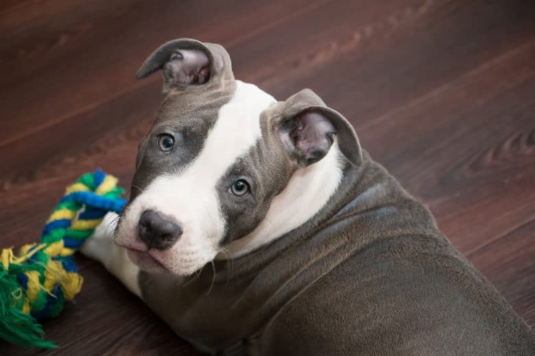 A white-and-gray Pitbull puppy lying on its stomach and looking up while playing with a colorful toy