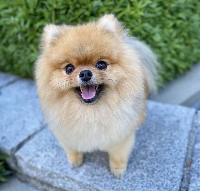 A Pomeranian smiling and standing on a floor outdoors