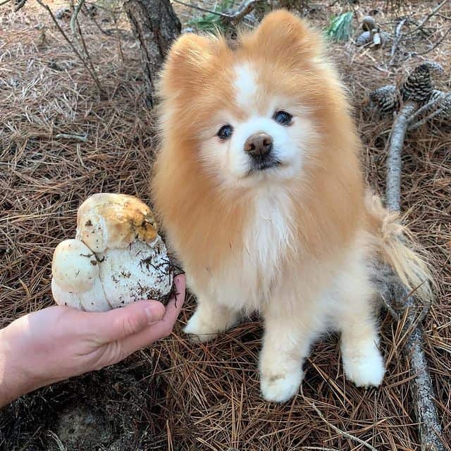 A Pomeranian looking confused with a mushroom
