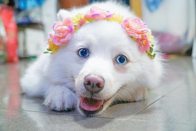 Pomsky wearing a flower crown
