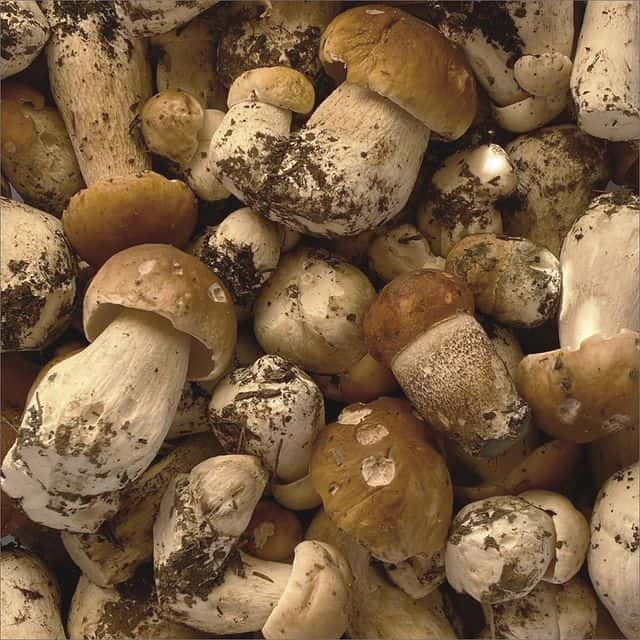Can dogs eat Porcini Mushroom?