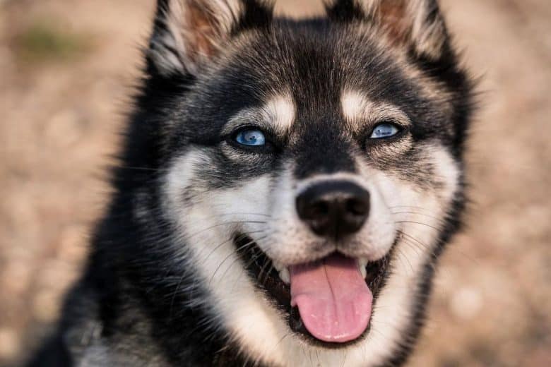 Portrait of Alaskan Klee Kai dog
