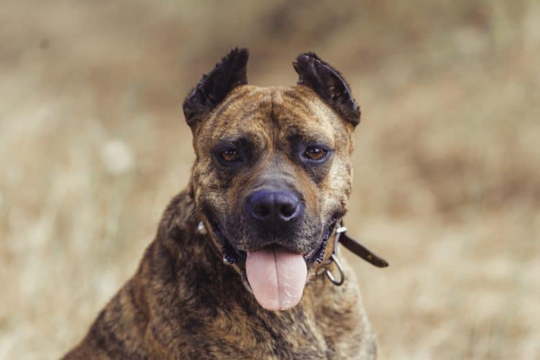 Portrait of Spanish Alano dog