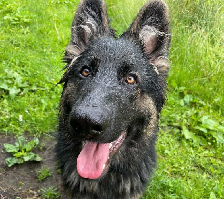 Portrait of a wet German Shepherd