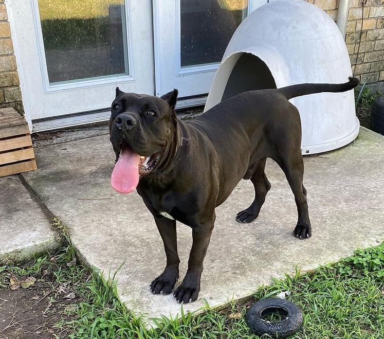 A black Presa Canario dog standing outdoors and sticking its tongue out