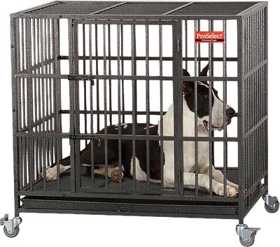A black-and-white dog lying on its stomach inside a steel dog crate