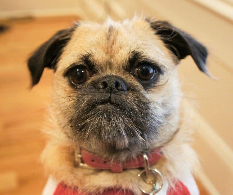 A Pug Brussels Griffon mix dog
