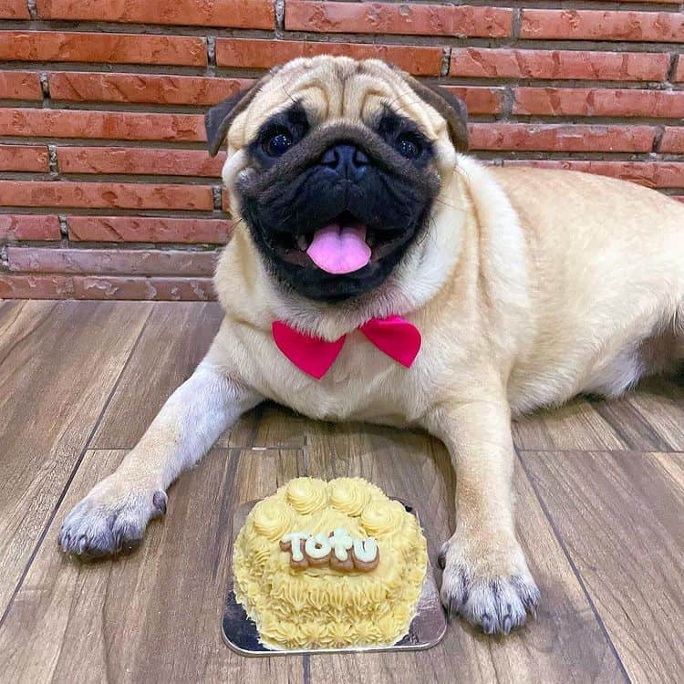 A happy dog smiling, with a cake