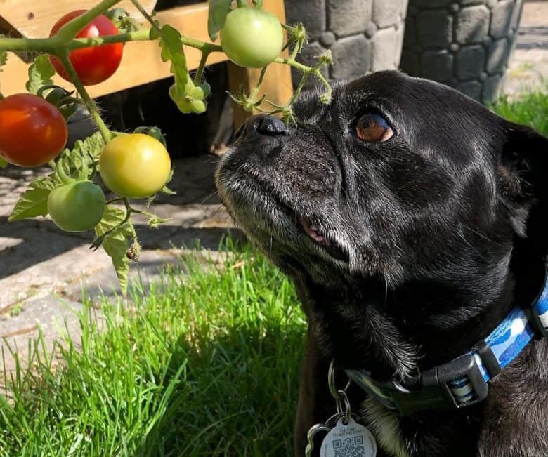 Pug mix dog sniffing the fresh tomatoes